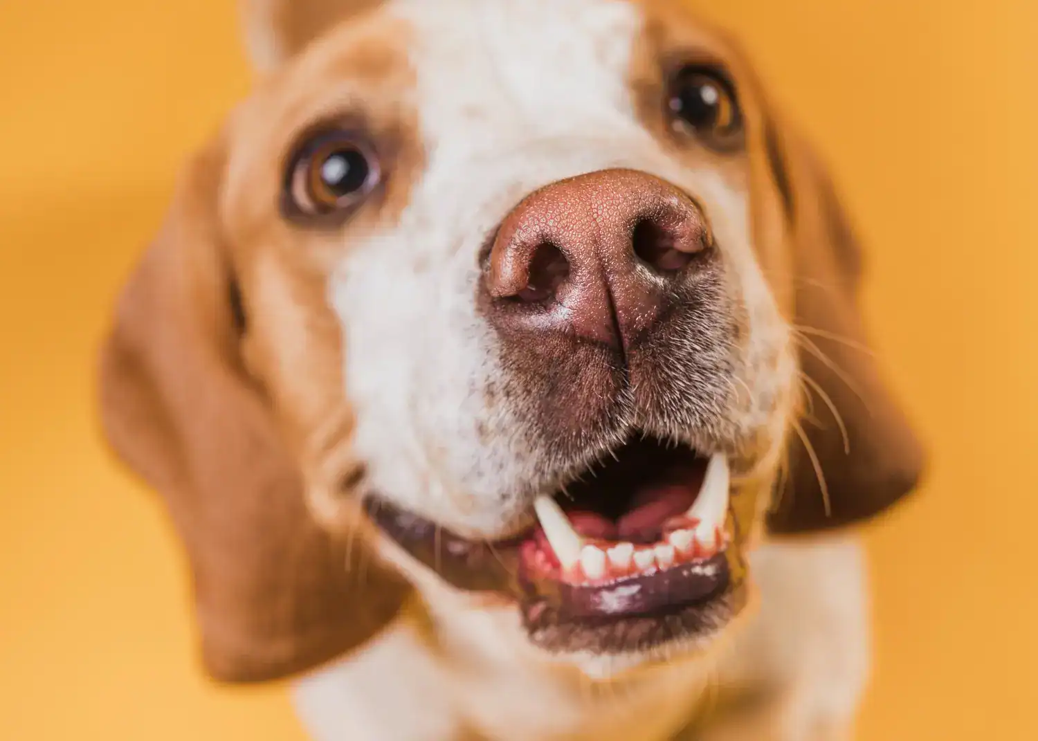 biscuits pour chien 1