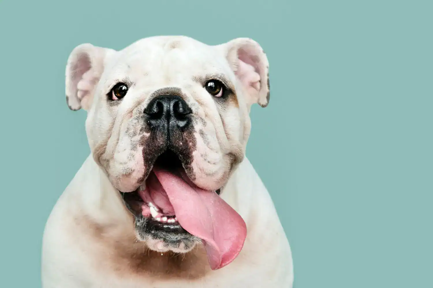 recompense pour chien