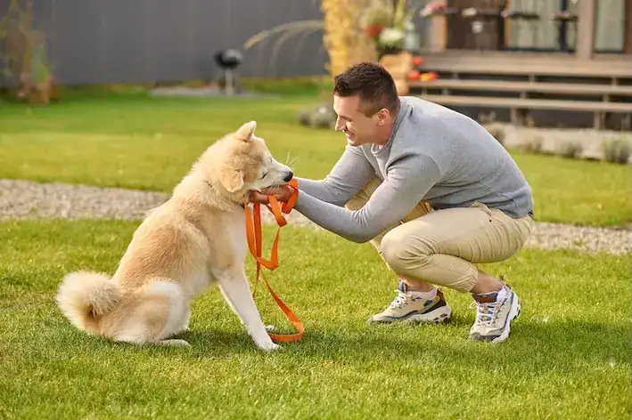 comment eduquer chien