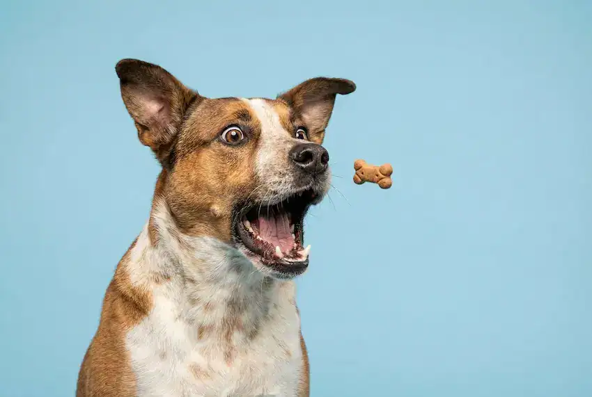 excited terrier dog catching flying treat blue background funny pet snack moment studio